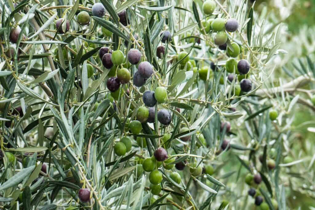 Olive-tree-olives